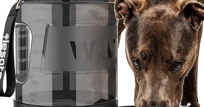 Everything You Need To Bring Your Dog Camping With You