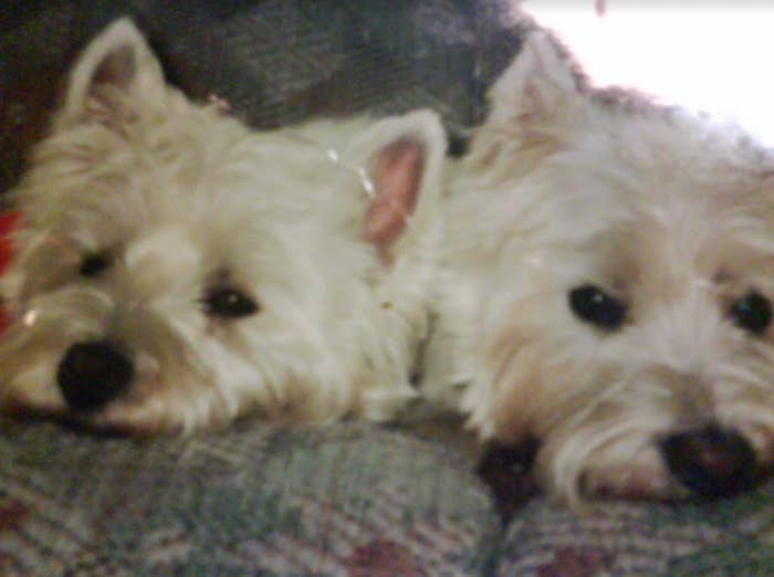 Two West Highland White Terriers lying close together on a soft surface, looking relaxed and content
