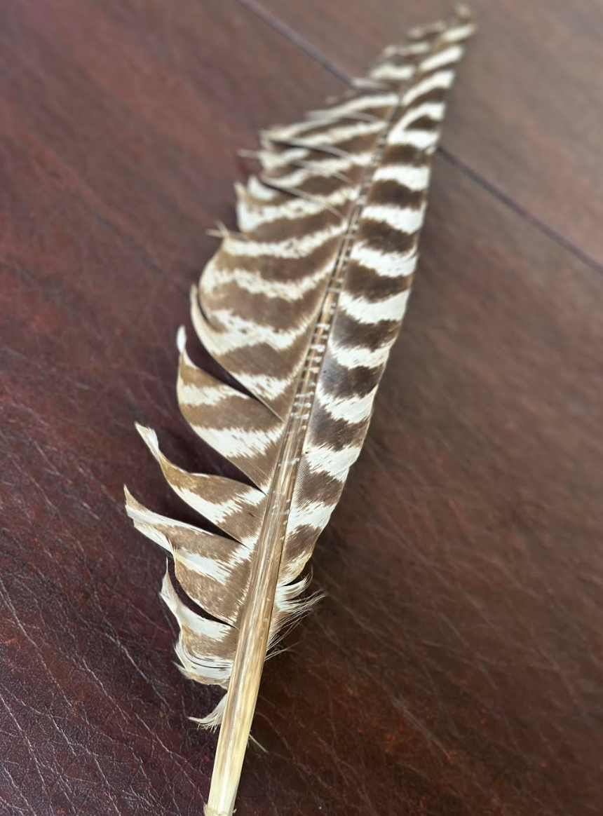 Close-up of a single feather with a striped pattern, resting on a wooden surface. The feather is slightly curved with a series of gaps