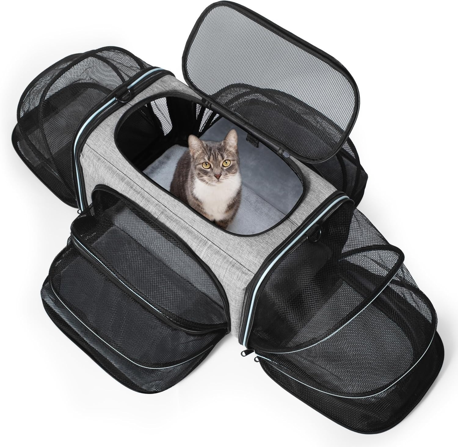 Cat successful a favored bearer with expanded mesh compartments, displaying spacious plan for comfy travel. Suitable for buying nonfiction connected favored products