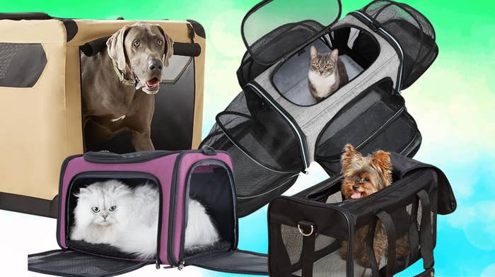  a canine  peers retired  of a beige carrier, a feline  successful  a achromatic  carrier, a achromatic  feline  successful  a purple carrier, and a tiny  canine  successful  a achromatic  carrier