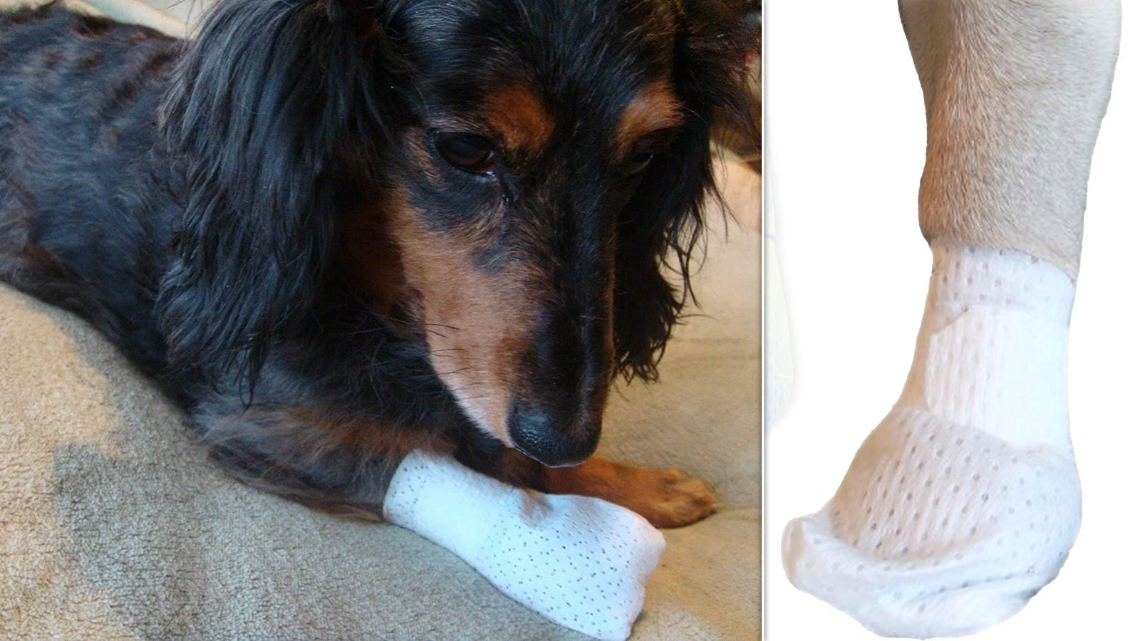 Dachshund with a bandaged paw rests connected  a blanket; a close-up shows the textured bandage wrapper  for paw protection