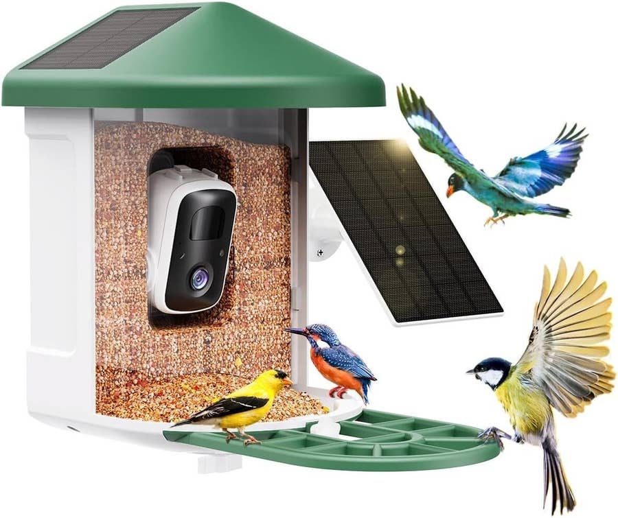 Smart Bird Feeders are Increasingly Popular
