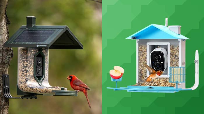 Are Bird Feeders With Cameras Worth It? Ultimate Guide Revealed