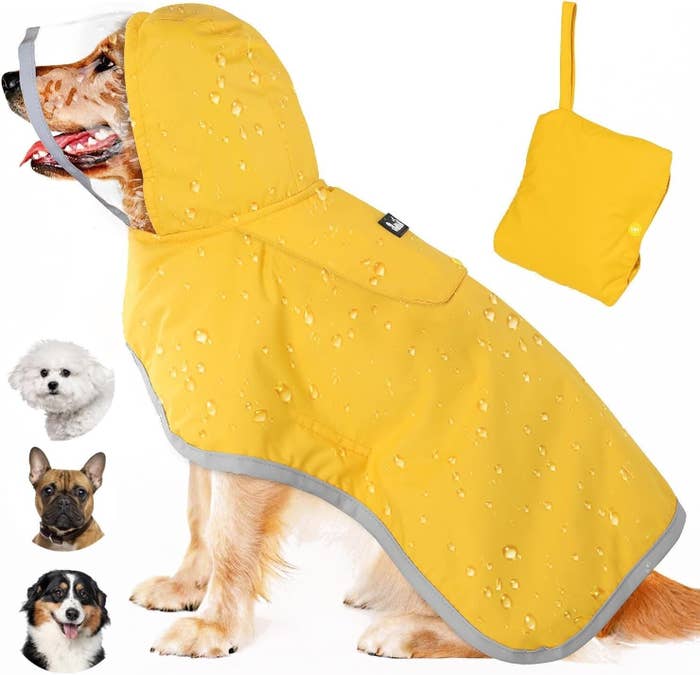 Dog successful  a yellowish  raincoat with a hood, surrounded by images of antithetic  canine  breeds besides  wearing raincoats