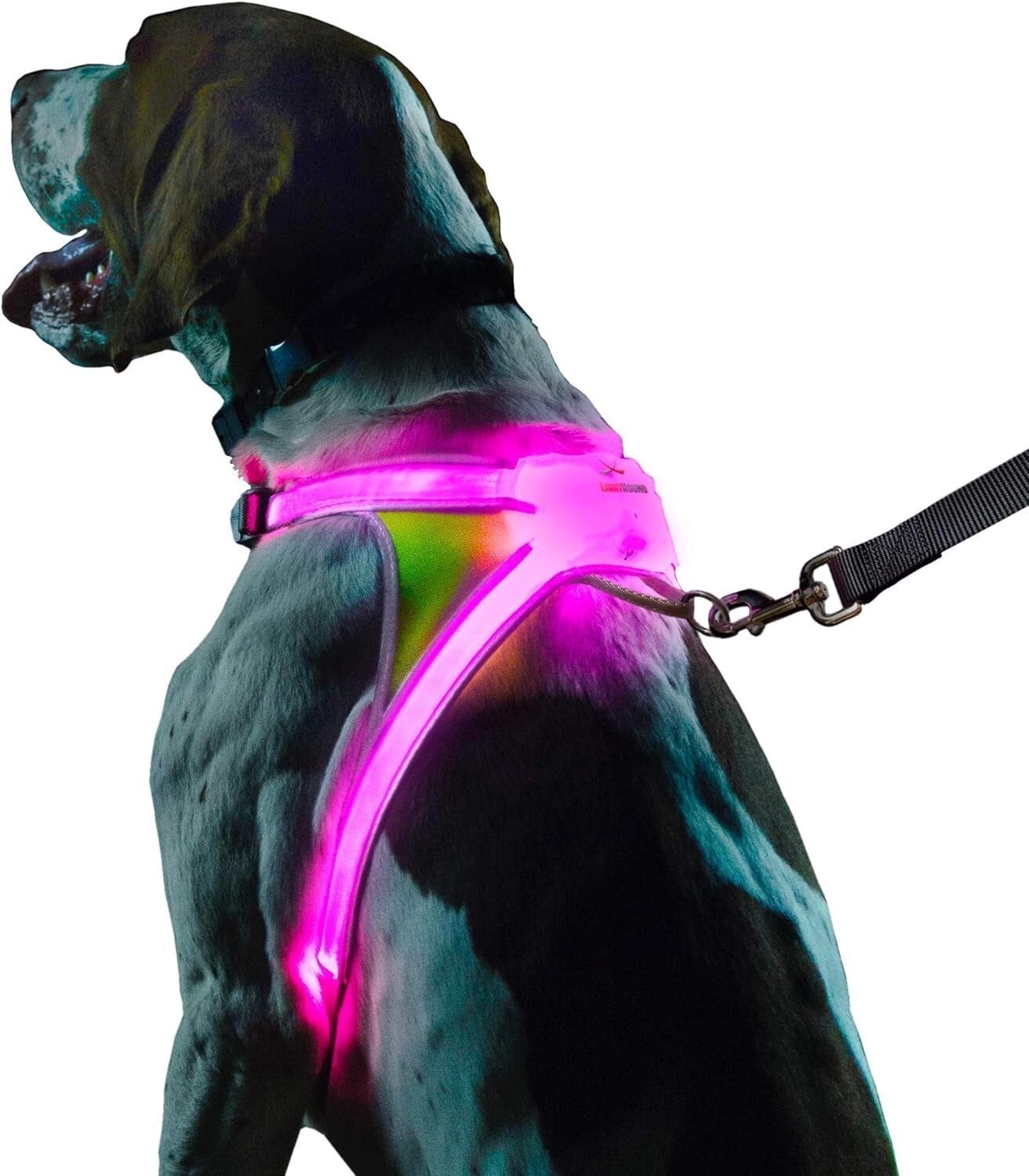 Dog wearing a LED light-up harness connected to a leash, enhancing visibility and information during walks