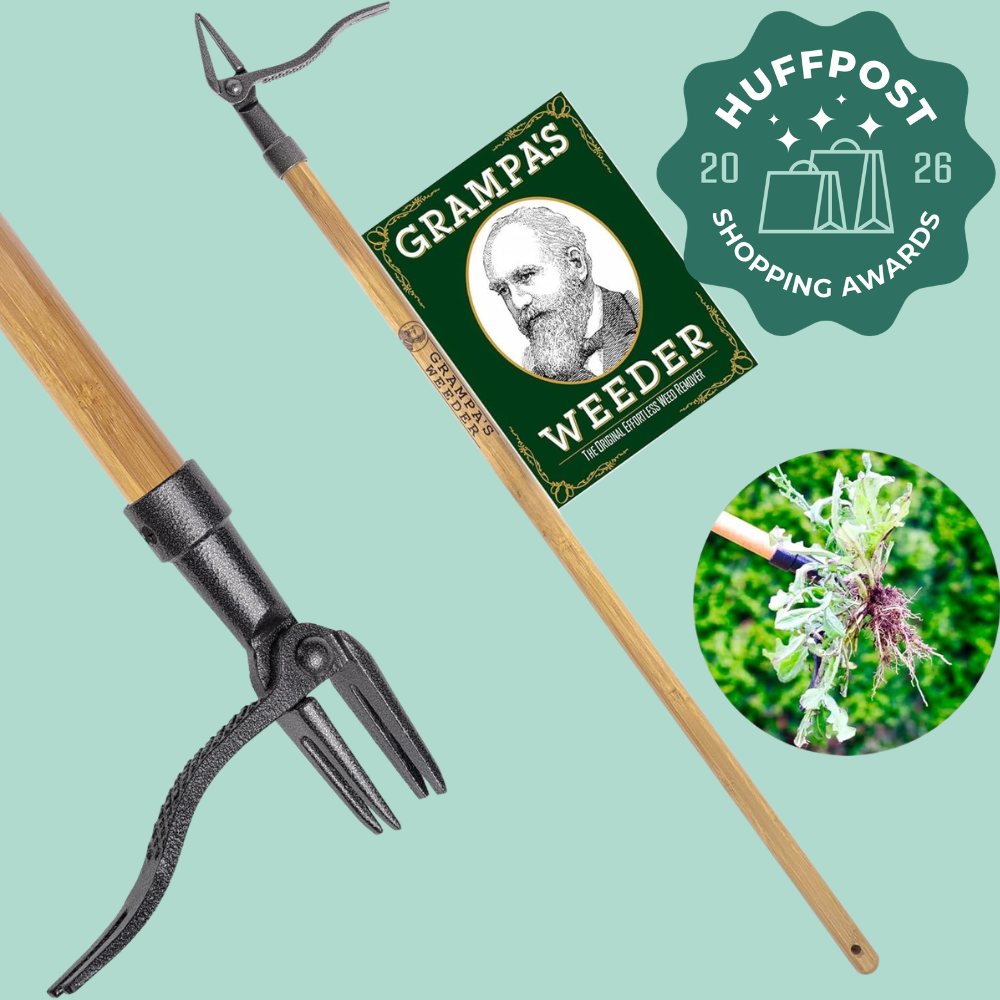 Gardening instrumentality   "Grampa's Weeder" with woody  grip  and metallic  claws, featured successful  HuffPost 2026 Shopping Awards. Inset shows instrumentality   uprooting a weed