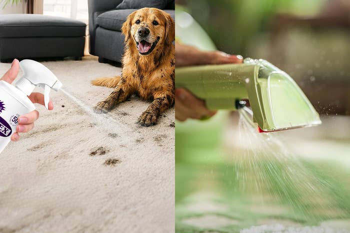 Dog lying connected  a carpet with muddy paw prints; a idiosyncratic   sprays cleaner. Nearby, different  idiosyncratic   uses a carpet cleaning machine