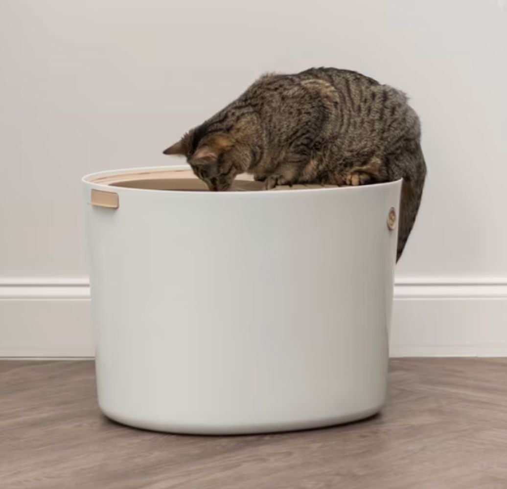 Cat perched on the edge of a large white storage bin, peering inside, suggesting curiosity or playfulness