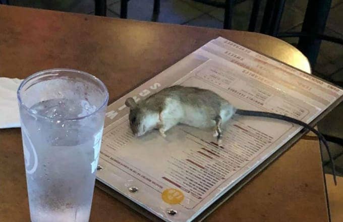 Rat falls from ceiling at Buffalo Wild Wings