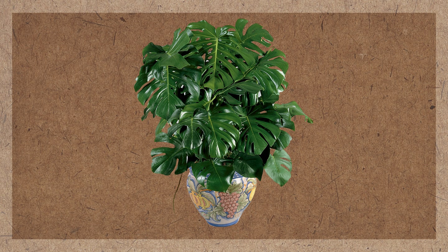 A Monstera Plant