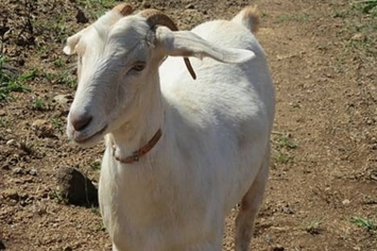 Duct Tape Used To Steal 23 Goats From A Hawaii Farm