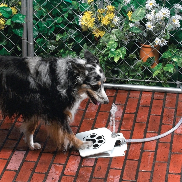 The dog water fountain turns drinking water into a game.
