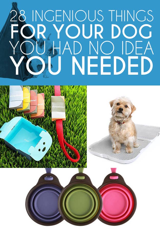 10 Items You Didn't Know Your Dog Needed This Summer - Simply Taralynn