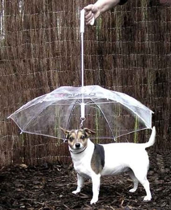 The pet umbrella keeps your dog "dry and comfortable."