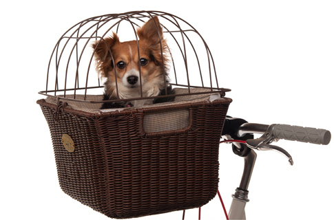 Ride around with the most fashionable dog bike basket ever.