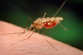 Half of all humans who have ever lived, died from malaria.