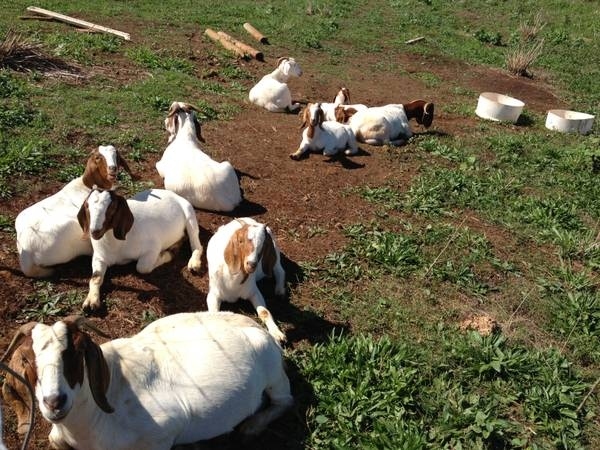 Duct Tape Used To Steal 23 Goats From A Hawaii Farm