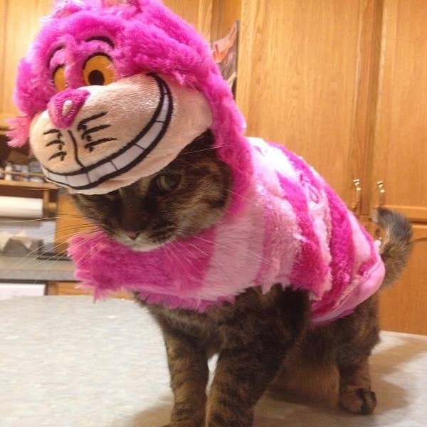 20 Cats Who Deeply Resent Their Halloween Costumes