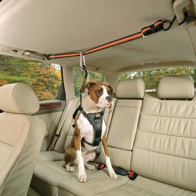 For the dog that&#39;s constantly trying to climb into the front seat: use this zip line harness.