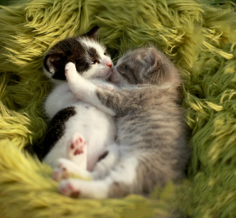 Маленькие котята обнимаются