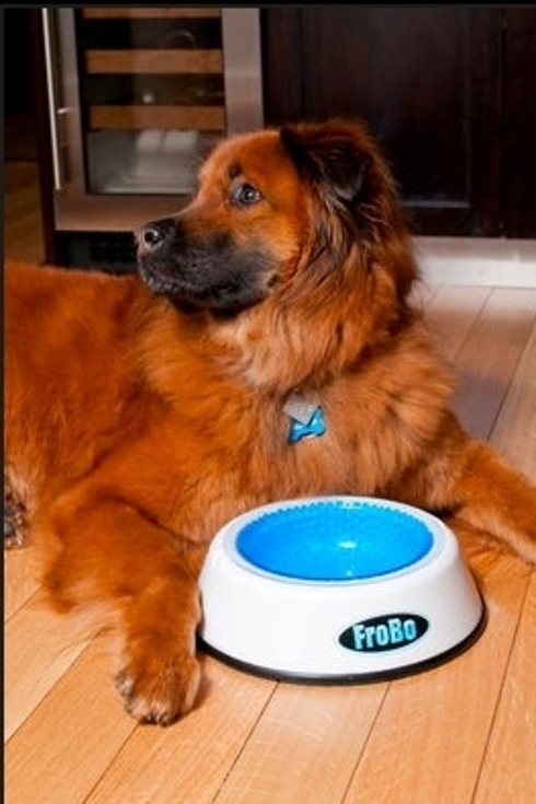 cool things for your dog