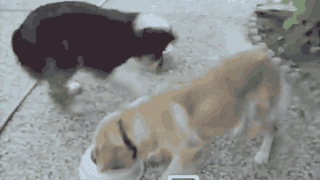 31 Gifs That Perfectly Express Your Feelings About Food The perfect laugh dog cartoon animated gif for your conversation. 31 gifs that perfectly express your