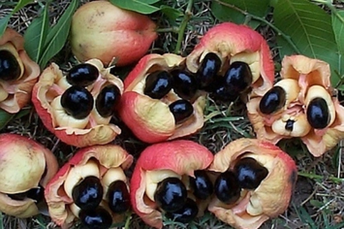 9 Tropical Fruits You've Probably Never Heard Of!