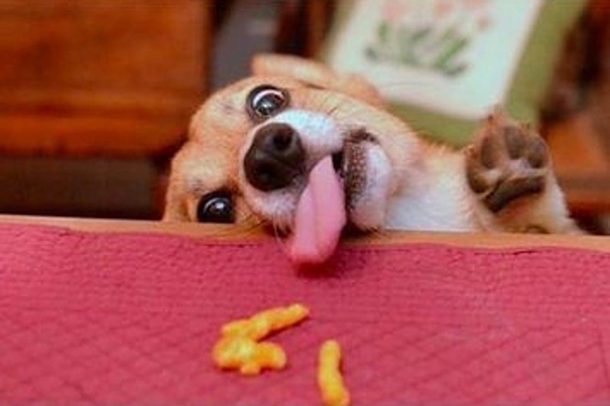 can my dog eat cheetos