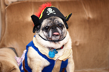 13 Pets Who Are Too Adorable To Be Scary