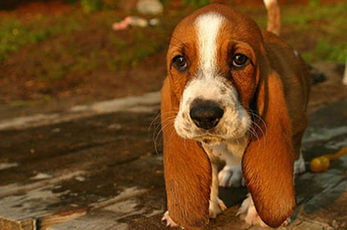 de que esta hecho un basset hound