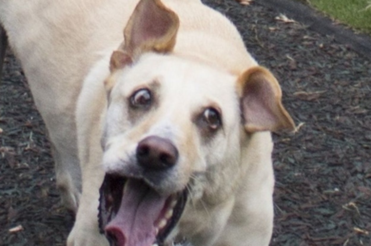 22 Dogs Who Completely Forgot How To Function