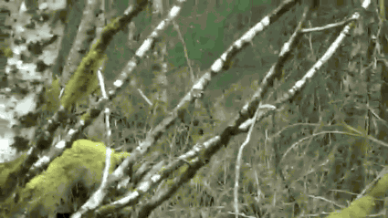 This footage captures a shot of Bigfoot from behind a tree. With the smooth motions of every step, we find it hard to believe this sighting is not legit.