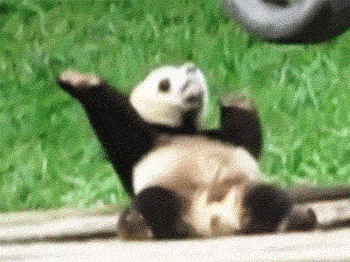 Everyone in that city is obsessed with these fuzzy lazy chubsters.... and the Pandas too.