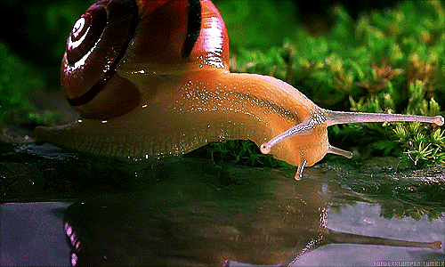Every 30 days, when the full moon is high, you feel a tingling in your bones... the wilderness is calling... you must join your snail brethren!