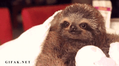 This sloth is a regular ole Romeo.