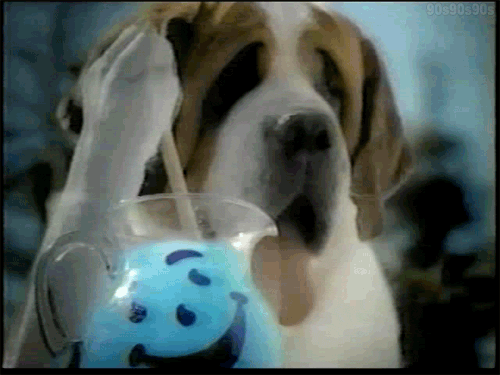 This St. Bernard hopes to someday study at Le Cordon Bleu.