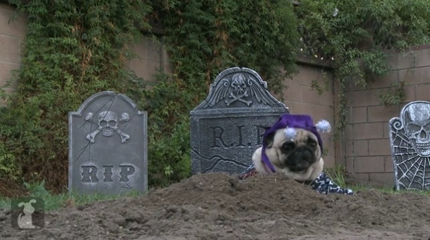 Watch this horrifying pug RISE FROM THE DEAD BEFORE YOUR EYES!