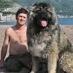 Russian bear hunting dog breeds
