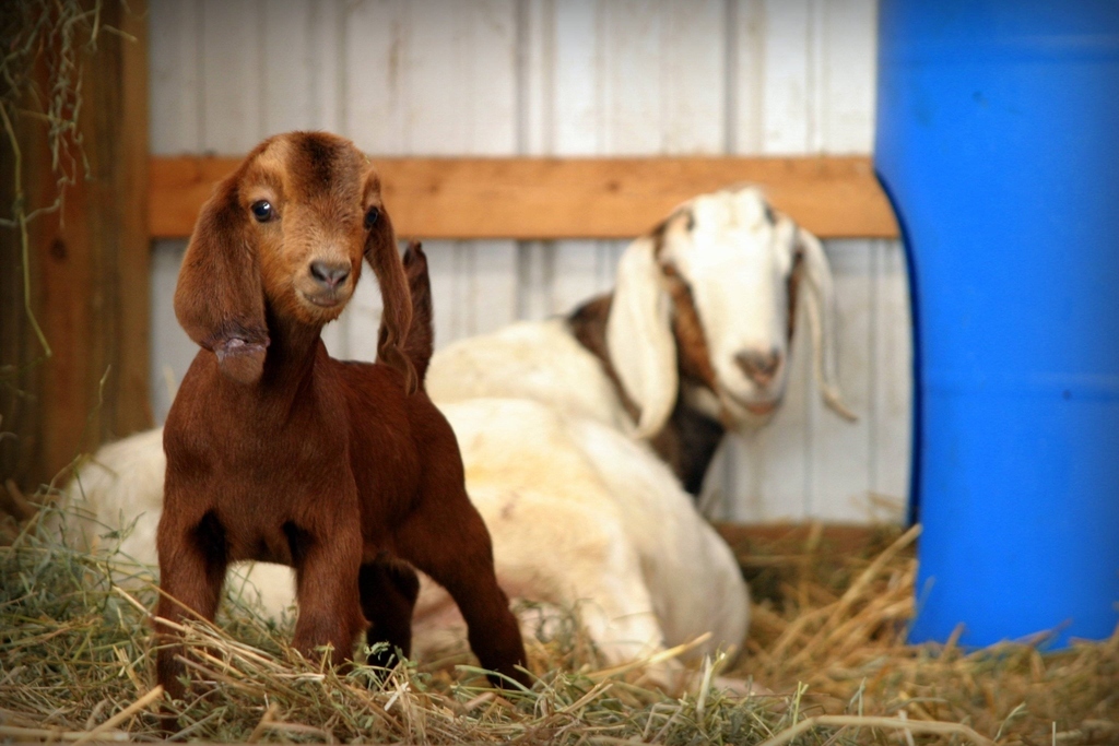 21 Cute Baby Goats To Make Your Morning Beautiful