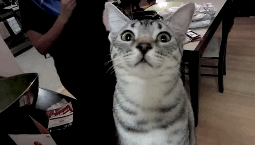 Because deadline.