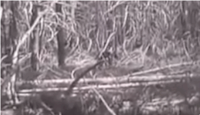 Albert Ostman not only saw Bigfoot, but was allegedly kidnapped and held captive by him for six long days. In what sounds like the cutest start to a buddy movie ever, Ostman was picked up in his sleeping bag and carried into the woods by his new friend. He managed to escape by feeding the creature tobacco, which made it woozy.