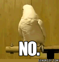 This bird has no time for nonsense.