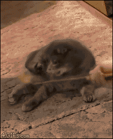 This cat is easily surprised by twists and turns.