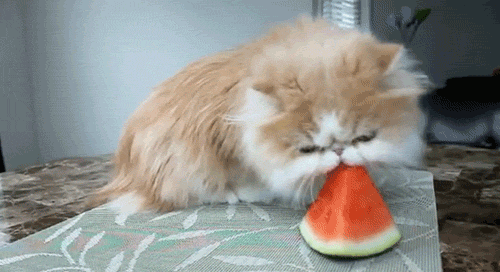 This cat cannot get enough of this watermelon. It's so incredibly tasty that it's relicious.
