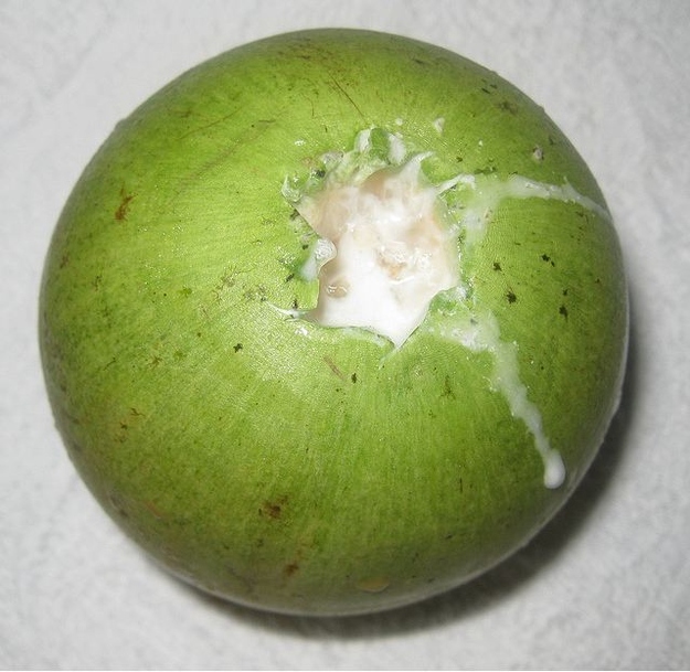 Star Apple, sometimes known as Breast Milk Fruit