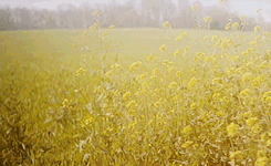 The Rural production of the Principality of Hutt River arises from the growing of wheat, White and Blue Lupins, and Barley, as well as Fat Lamb production, Wool and the sale of Sheep for export. A Wildflower industry also exists; produce is exported to Perth, Western Australia and from there on throughout the globe.