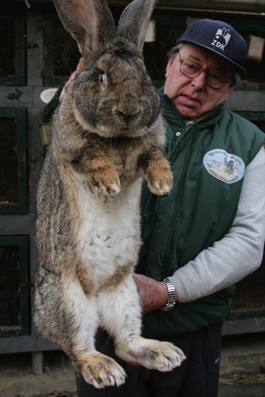 flemish giant rabbit and dog