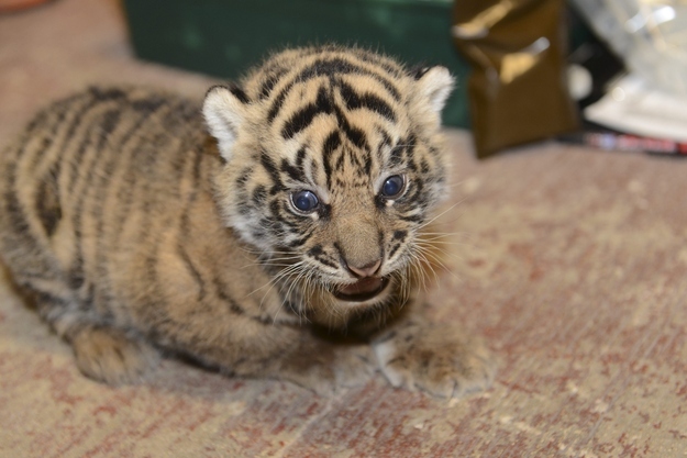 A 3WeekOld Baby Tiger Drowned In The London Zoo