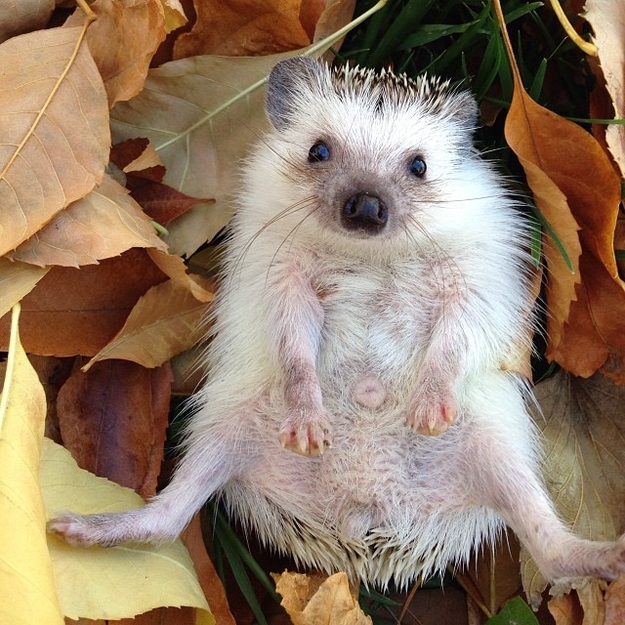 12 Reasons Why This Hedgehog Deserves Your Affection